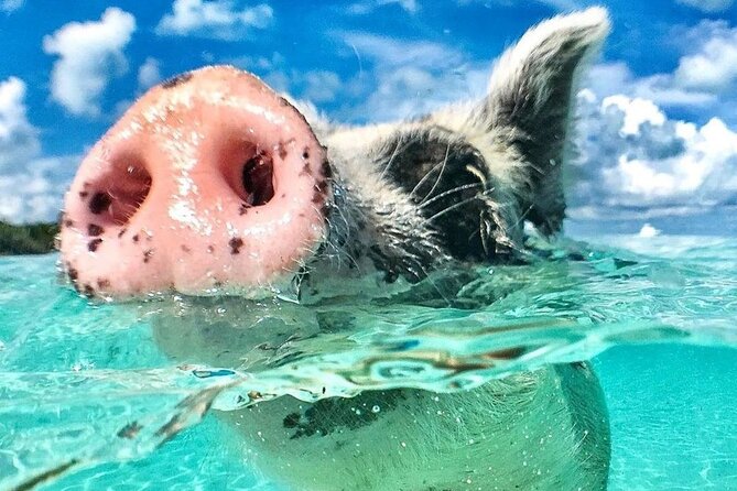 3 Islands Tour, Swim with Pigs, Turtles, Snorkelling & lunch - Key Highlights You Will Feel Fast