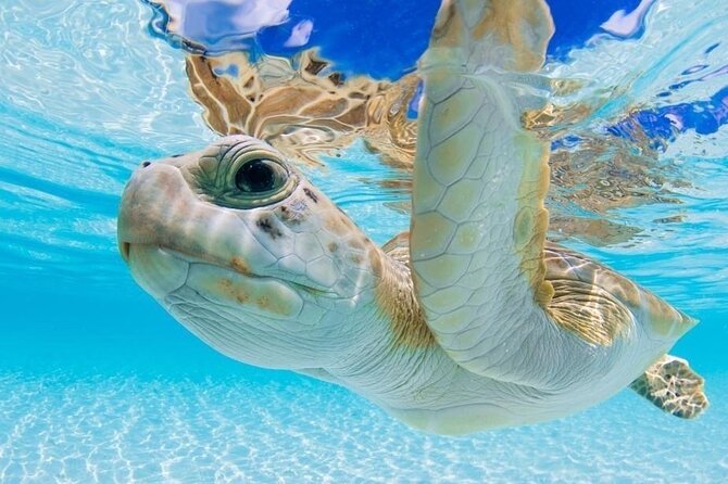 3 Islands Tour, Swim with Pigs, Turtles, Snorkelling & lunch - First, What This Tour Is Really Like on New Providence