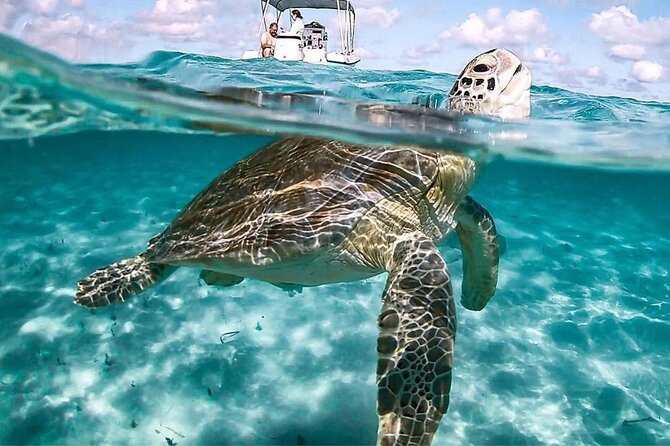 3 Islands Tour, Swim with Pigs, Turtles, Snorkelling & lunch - Pearl Island Snorkel: Reef Time Without the Headache