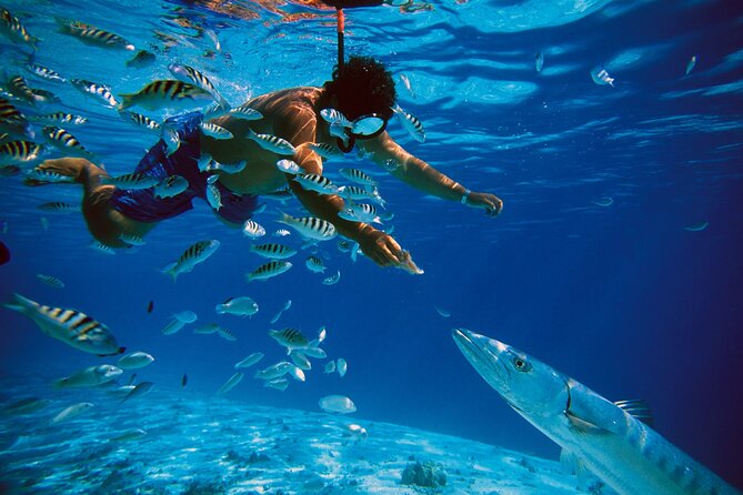3 Islands Tour, Swim with Pigs, Turtles, Snorkelling & lunch - Green Turtle Cay Swim: One Hour to Find the Main Event