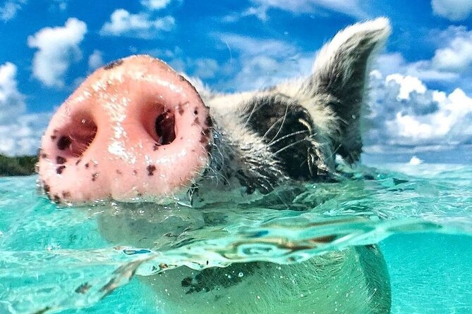 3 Islands Tour, Swim with Pigs, Turtles, Snorkelling & lunch - Crew Style and Safety: Why People Feel Comfortable Getting In the Water