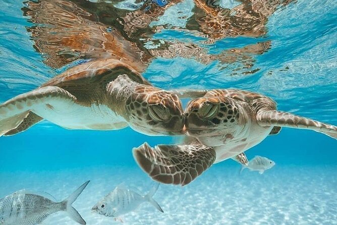 3 Islands Tour, Swim with Pigs, Turtles, Snorkelling & lunch - Atlantis Bahamas Stop: The Tunnel Ride Photo Moment