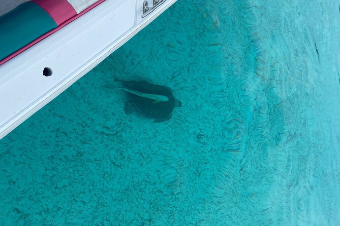 5 Hours Pigs and Turtles with Beach Stop in Bahamas - Price and Value: Why $275 Can Make Sense Here