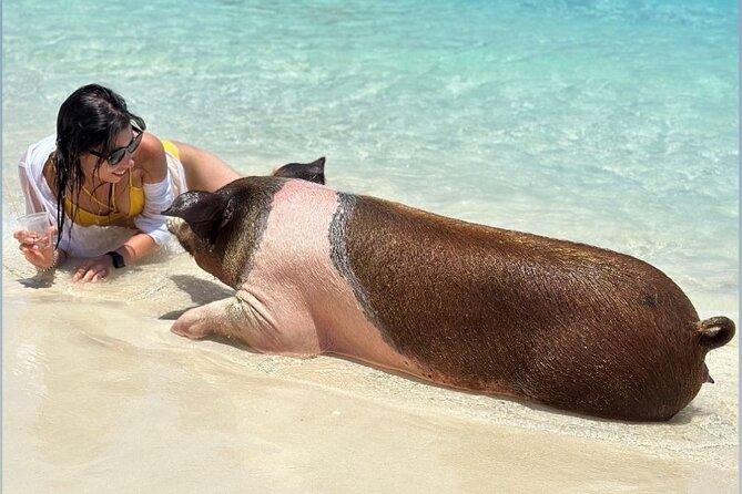 All Inclusive Pig Encounter, Snorkeling, Turtles, Lunch & Beach - Pig encounters on Rose Island: cute, supervised, and not wild