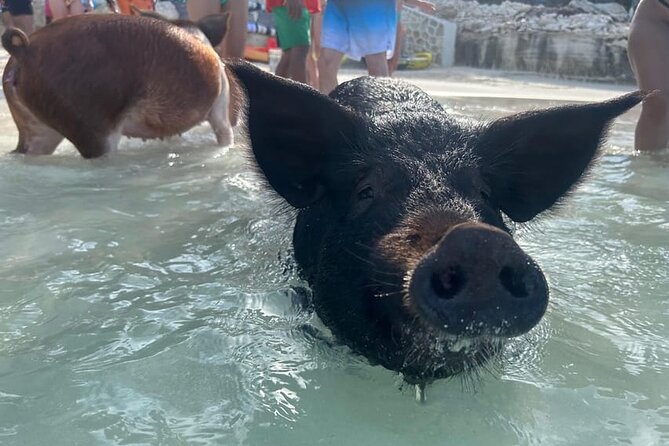 All Inclusive Pig Encounter, Snorkeling, Turtles, Lunch & Beach - Rose Island Reef snorkeling, plus the optional turtle snorkeling add-on