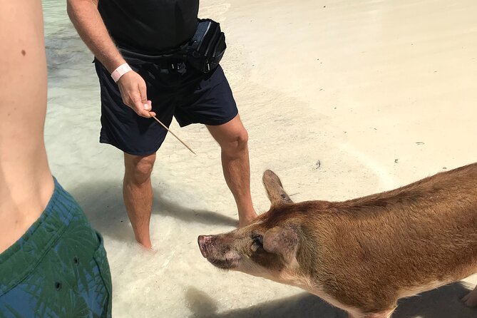 All Inclusive Swimming With The Pigs - Rose Island pig swim: the hour you came for