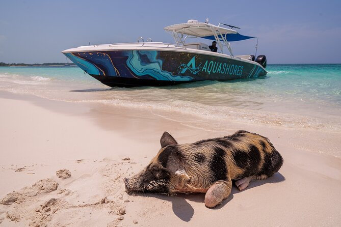 Bahamas Adventure: Pigs, Reef, Turtles, and Beach with Lunch - Key highlights