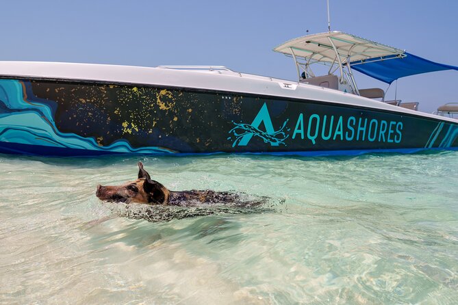 Bahamas Adventure: Pigs, Reef, Turtles, and Beach with Lunch - Sandy Cay: a short island break that turns into a great photo moment