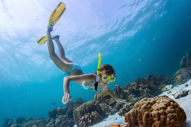 Bahamas Adventure: Pigs, Reef, Turtles, and Beach with Lunch - Green Cay and sea turtles: the small island add-on
