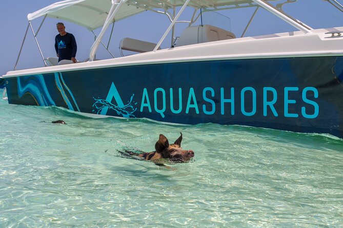 Bahamas Adventure: Pigs, Reef, Turtles, and Beach with Lunch - The real tradeoff: packed timing, and how to prepare so it feels great