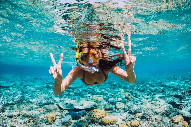 Bahamas Adventure: Pigs, Reef, Turtles, and Beach with Lunch - Who this half-day Bahamas combo is best for