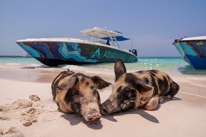 Bahamas Adventure: Pigs, Reef, Turtles, and Beach with Lunch - Beach bar lunch and the pig experience on Rose Island