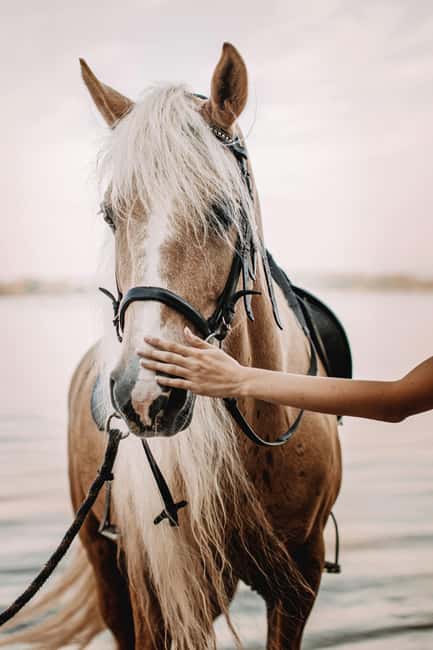 Bahamas: Nassau Horseback Riding on Beaches & Trails - Woodland Trails First, So You Build Confidence