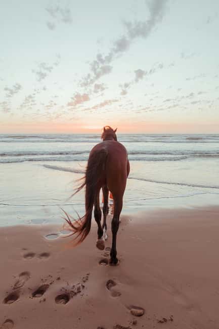 Bahamas: Nassau Horseback Riding on Beaches & Trails - From Nassau Ranch to Your Horse Match