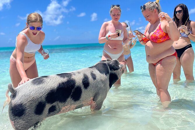 Bahamas Swimming Pigs Experience on Rose Island - Stop 1, Nassau: the transport chapter you can skip thinking about