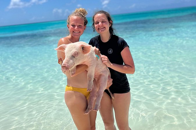 Bahamas Swimming Pigs Experience on Rose Island - Stop 2, Rose Island: the beach, the pigs, and the controlled chaos