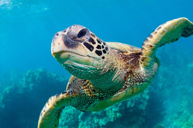 Bluefinn242 Swim with the Turtles in Nassau Bahamas - The 15-minute cruise: Nassau views, plus a fast build-up