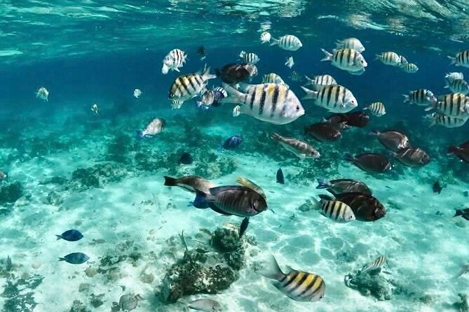 Catamaran Snorkel & Beach Day with Turtles - Nassau to the Reef: What You’re Really Getting in 3 Hours