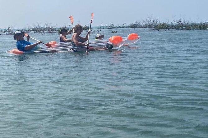 Clear Kayak Tour - Mangrove creek time, powered by calm paddling