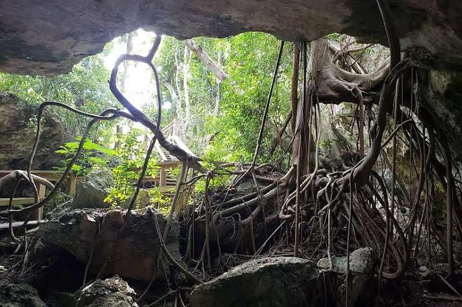 East End Private Day Trip Experience Tour - Garden of the Groves: Optional Botanical Time at Your Cost
