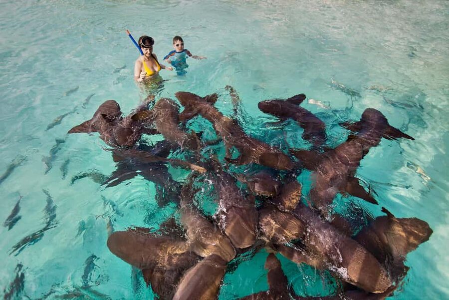 Exclusive Fly-In Premium Beach Experience from Nassau - Key things I’d circle before you book