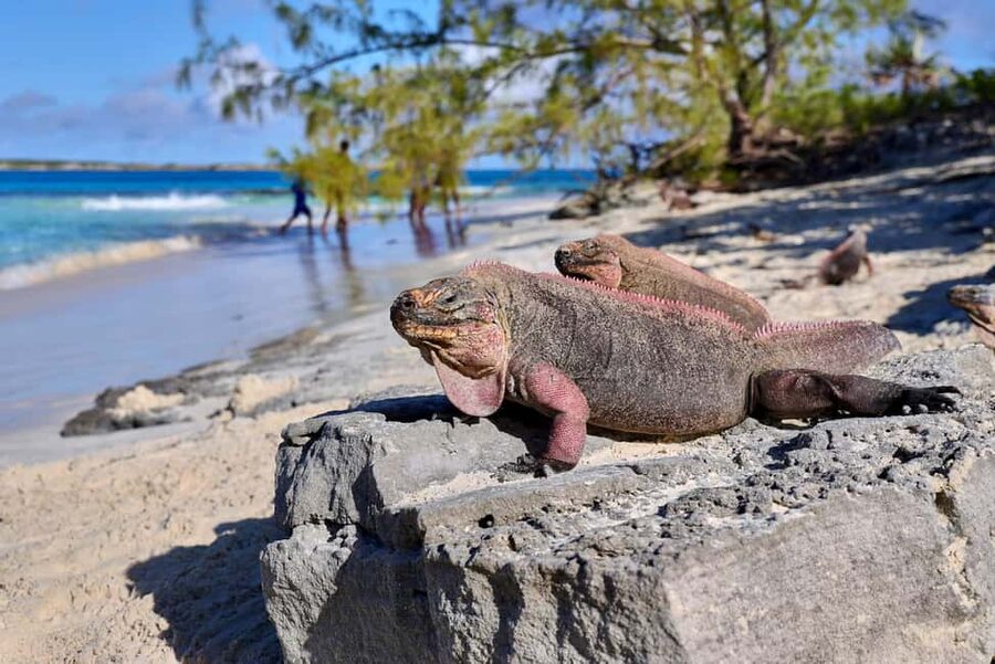 Exclusive Fly-In Premium Beach Experience from Nassau - Thunderball Grotto snorkeling: reef time with provided gear