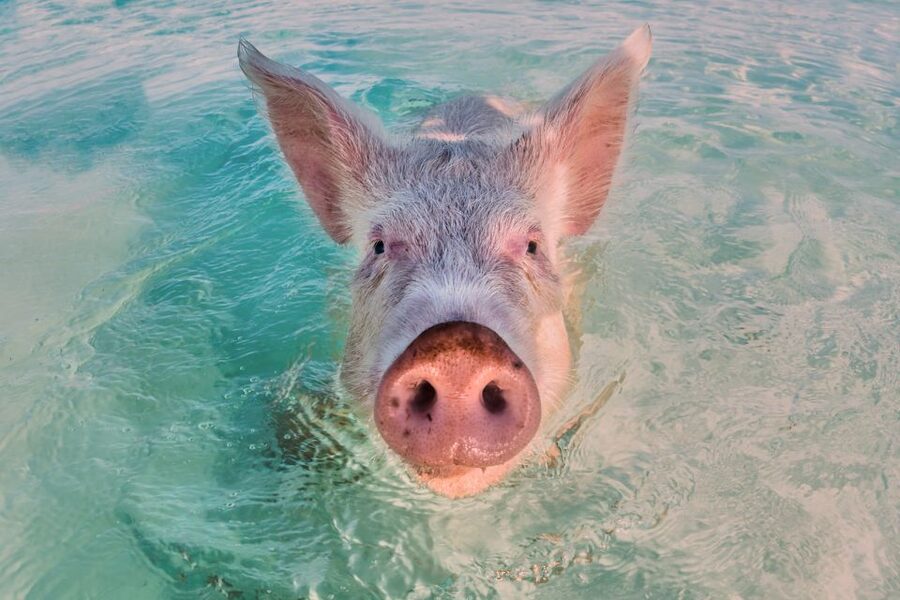 Exclusive Fly-In Premium Beach Experience from Nassau - Packing tips for a barefoot, water-first day