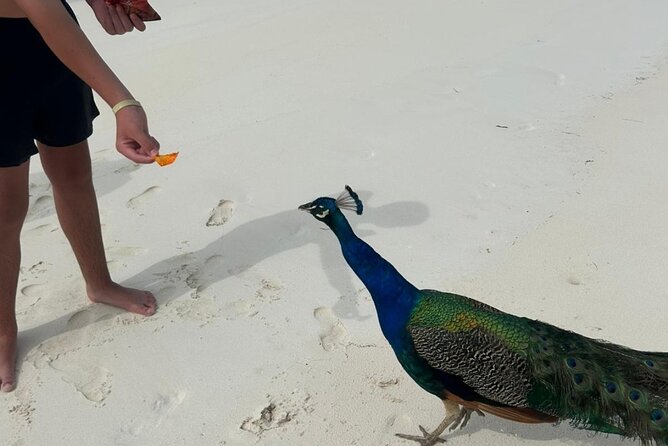 Exotic half day private charters to Rose Island, Pigs and Turtles - Meeting at Bayshore Marina and easing into the day