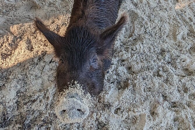 Experience The Eleutheras and Pink Sands Beach - Meeks Patch Island: pigs, ducks, chickens, and a quiet beach reset