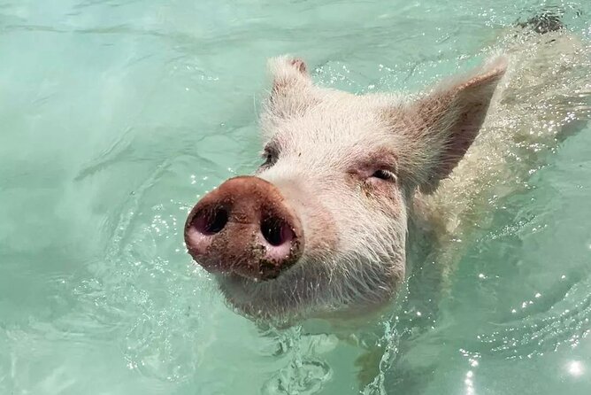 Experience The Exumas and the World Famous Swimming Pigs - Key highlights to know before you go