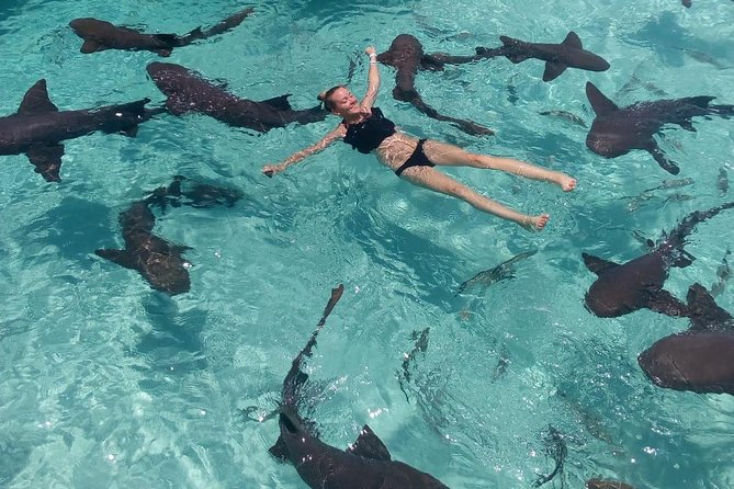 Exuma Day Away - Original Swimming Pigs Excursion - Pig Beach at Big Major Cay: The Original Swimming Pigs Stop