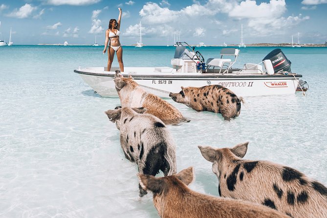 Exuma Elite Escape: Luxury Fly-In Pig Beach Adventure - 7 Stops - Why This Fly-In Day Trips So Well From Nassau