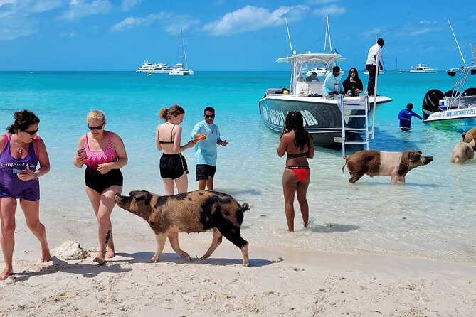 Exuma Full Day Swimming Pigs Group Boat Tour - Who This Exuma Tour Fits, and Who Should Rethink It