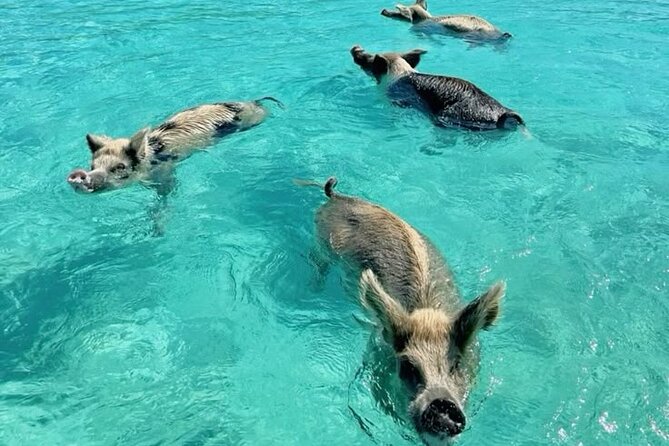Exuma Island and Cays Tour - Great Exuma cays route: why this style of day works