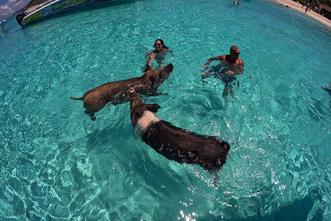 Exuma Island Hopping Swimming Pigs Tour with Lunch from Nassau - Stop 1: Allen Cay rock iguanas (short, rare, and worth it)