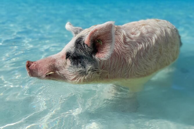 Exuma Island Hopping Swimming Pigs Tour with Lunch from Nassau - Stop 2: Compass Cay nurse sharks (the water-world moment)