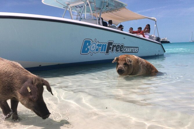 Exuma Island Hopping Swimming Pigs Tour with Lunch from Nassau - Stop 4: Pig Beach on Big Major’s Cay (the headline act)