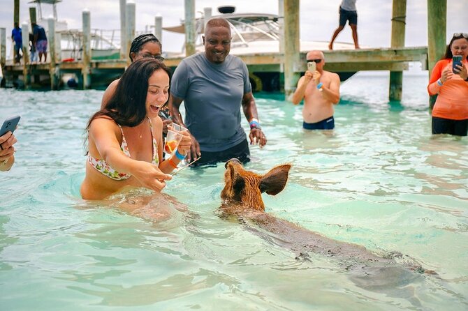 Fast Track Swimming Pigs Encounter - Key Things I’d Plan For on This Rose Island Express