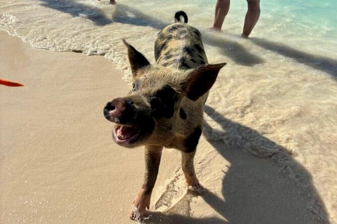 Fast Track Swimming Pigs Encounter - When Weather Changes the Deal: Cold Water and Shy Pigs