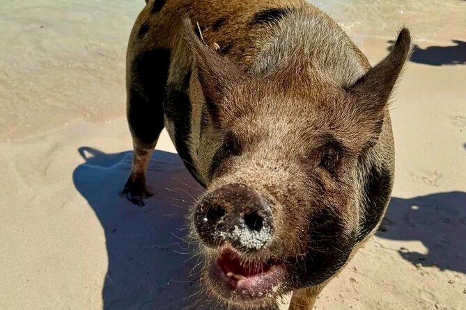 Fast Track Swimming Pigs Encounter - Price and Value: Why $69 Can Feel Like a Deal