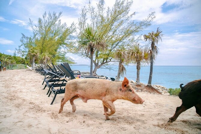 Fast Track Swimming Pigs Encounter - Getting There and Staying on Schedule: Mobile Ticket and Friendly Team