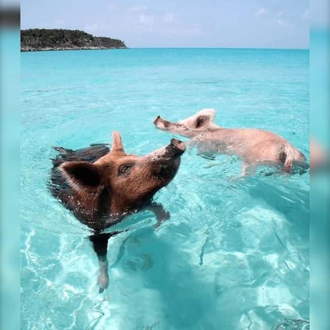 From Nassau: Swim with Pigs Safari - Pig Beach: feeding the pigs and watching the performance