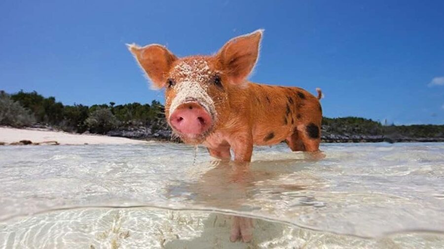 From Nassau: Swim with Pigs Safari - The boat ride itself: well-maintained vessels, music, and small-group comfort