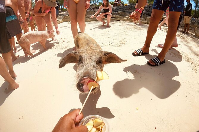 Full-Day Luxury Private Rose Island Pigs and Turtles Excursion - Price and the Value of a Private Boat Day in Nassau