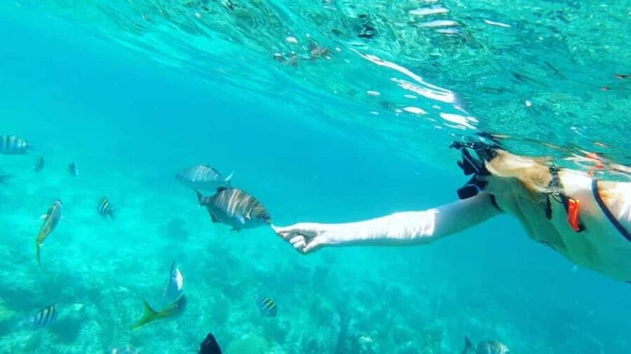Full Day Sail and Snorkel with Turtles - Key things I’d plan around before you go