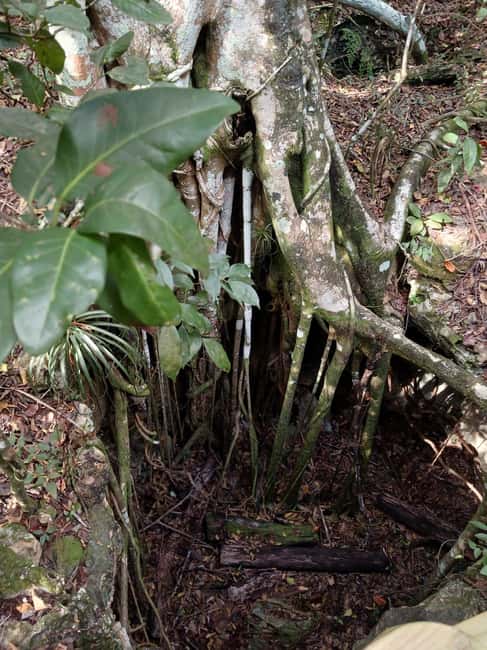 Guided Primeval Nature Walk Tour - Key moments worth planning for
