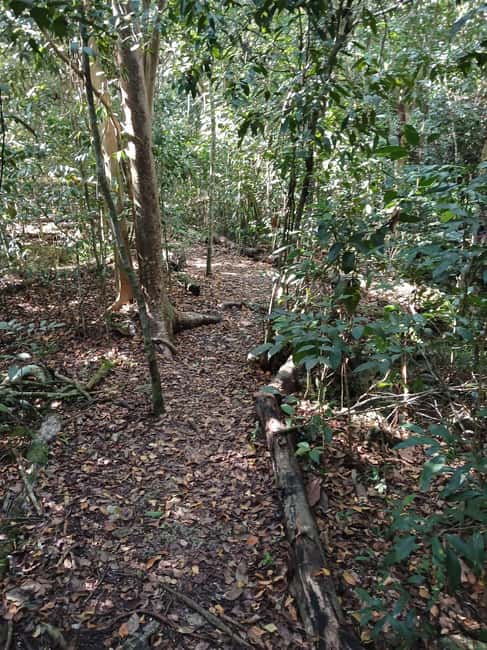 Guided Primeval Nature Walk Tour - Primeval Forest National Park: sinkholes, plants, and an hour of real walking