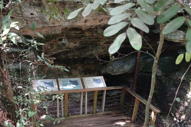 Guided Primeval Nature Walk Tour in Primeval Forest National Park - Stop 2, Primeval Forest National Park trails: the main event