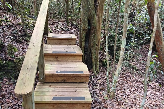 Guided Primeval Nature Walk Tour in Primeval Forest National Park - Stop 3, Clifton Heritage National Park: an honest look at the past