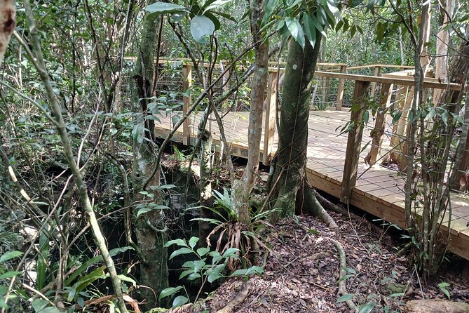 Guided Primeval Nature Walk Tour in Primeval Forest National Park - Stop 5, Arawak Cay and the conch show: culture with a food setting
